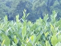 2000億市場(chǎng)在望！5G與智慧農(nóng)業(yè)“你儂我儂”